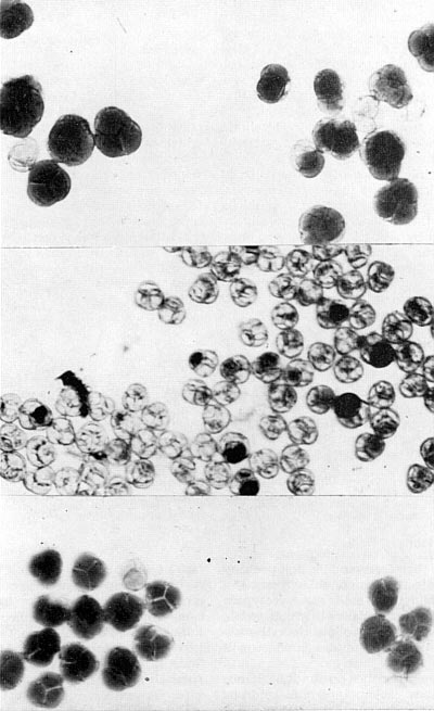 Many wide crosses are sterile as indicated by the pollen