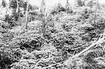 Shakunage thicket at the 1450 m.