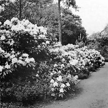 Bremen Rhododendron Park