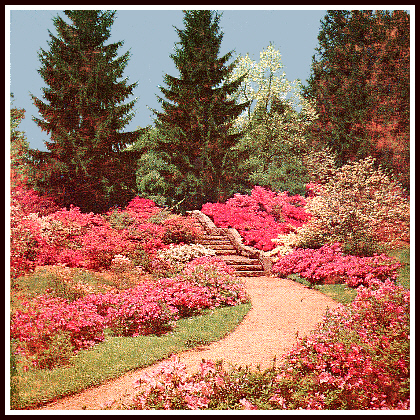 Azalea Garden at Biltmore Estate