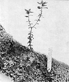 R. gaultheriifolium seedling