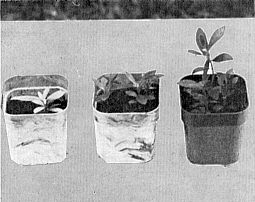 R. leucogigas seedlings at five months