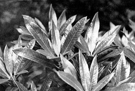 Close-up of Fragrant Foilage Plant