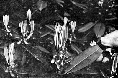 R. metternichii var. honodoense