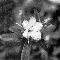 R. dauricum x R. 'Elizabeth'
