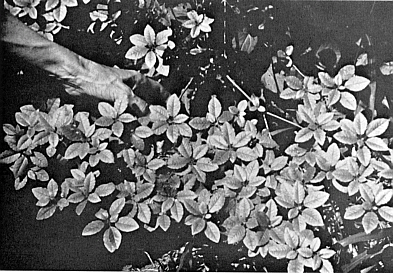 R. semibarbatum foliage