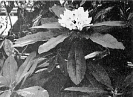 R. coriaceum