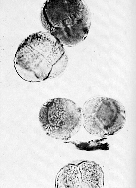 Pollen of Tetraploid 
R. carolinianum