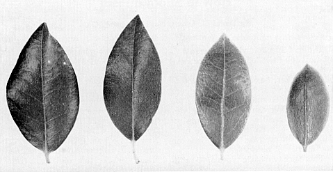 Leaves of tetraploid R. carolinianum left, and diploids right.