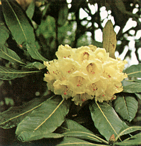 R. macabeanum