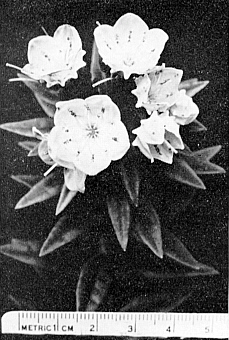 K. latifolia x K. hirsuta
