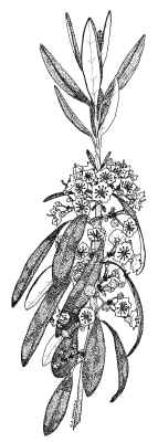 K. angustifolia)