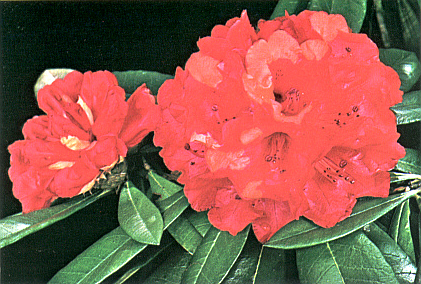 R. arboreum