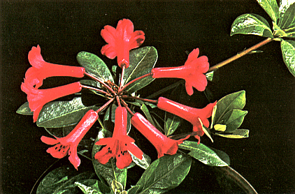 R. wrightianum var. cyclopense x 'Ne Plus Ultra'
