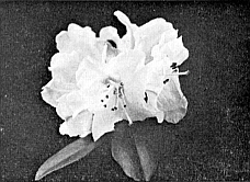  (R. johnstoneanum x R. moupinense) x R. chrysodoron