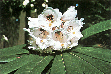 white R. calophytum