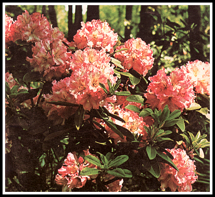 Rhododendron 'Eleanor' in the Rhododendrons Database 