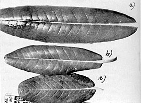 Comparison of the leaf-size