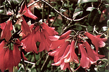 Rhododendron 'Biskra'