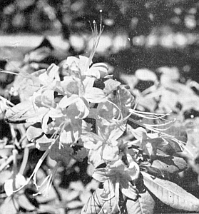 R. prunifolium