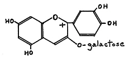 Cyanidin 3-galactoside