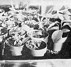 Seedlings after second transplanting