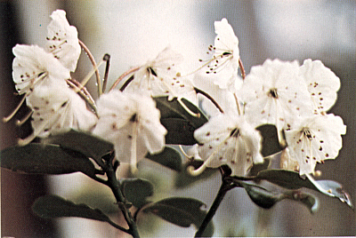 Kalmia latifolia x R. williamsianum