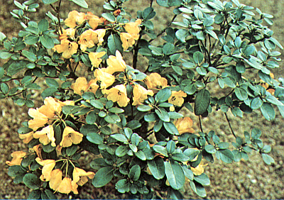 R. caloxanthum