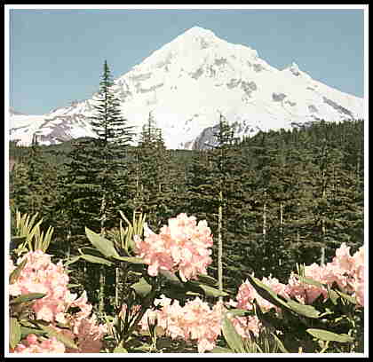 Rhododendrons and Mt. Hood