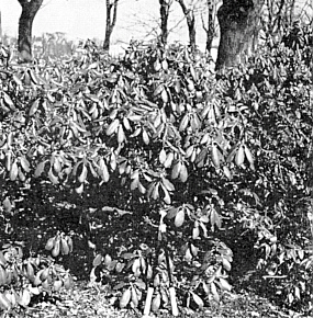 Old rhododendron plant before pruning.