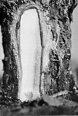 Discoloration of the wood caused by Phytophthora cinnamomi