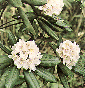 R. brachycarpum f. nemotoanum