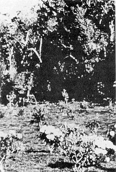 Pukeiti planting in 1956.