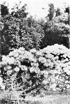 The same planting in 1975.