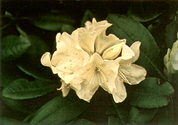 R. chrysanthum, large leaf form