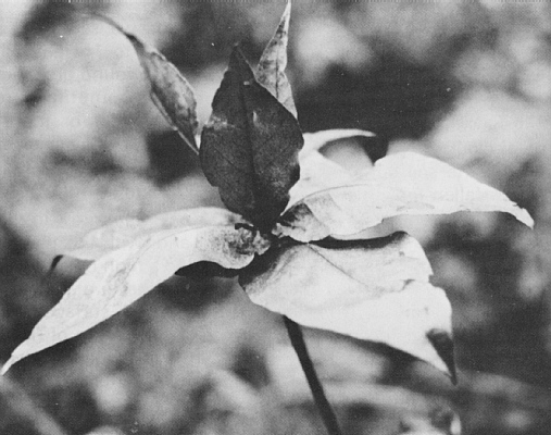 New foliage of R. fallacinum