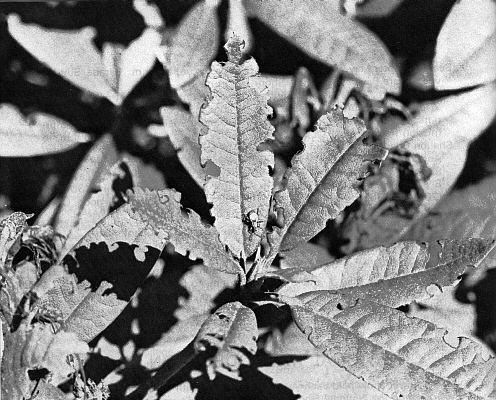 Weevil damage leaves