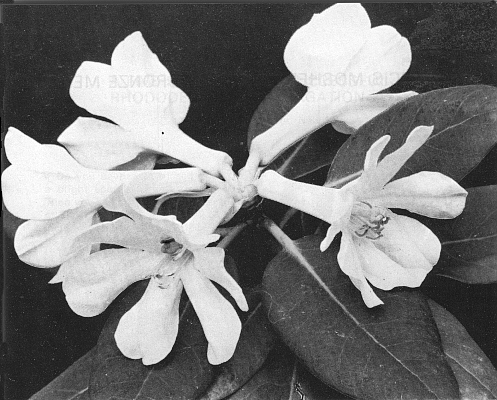 R. konori flower
