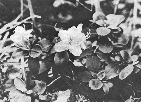 R. laticostum var lithophilum