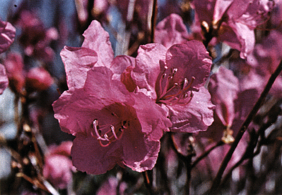 R. mucronulatum 'Pink Panther'
