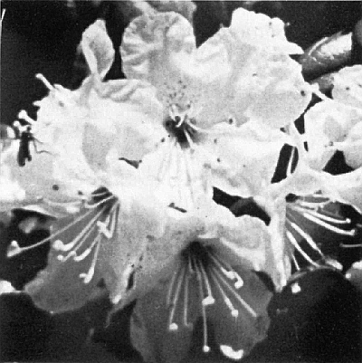 R. chrysanthum