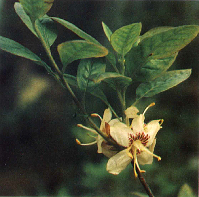 R. semibarbatum