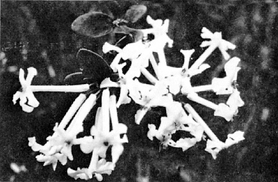 R. jasminiflorum