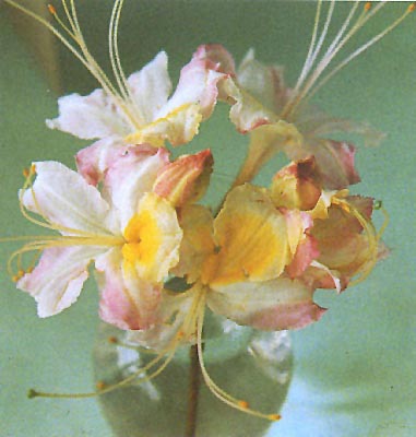 R. speciosum</i> hybrid