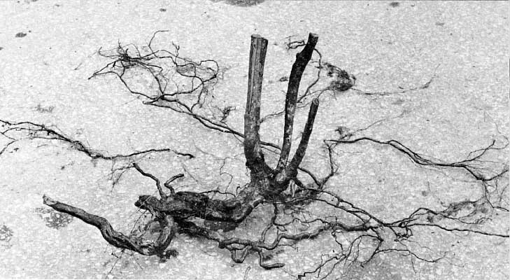 R. speciosum plant showing root system