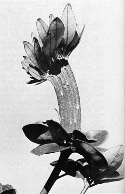 R. christianae x R. jasminiflorum showing strap-like fasciation of stems