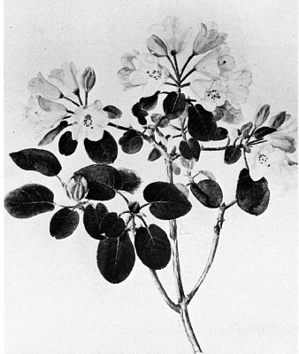 Drawing of Rhododendron callimorphum