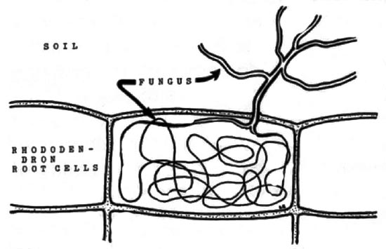 Mycorrhizal fungus hyphae within cell and extending into the soil.