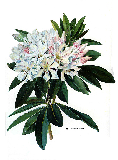 Drawing of Rhododendron leucogigas