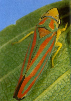 redbanded leafhopper
